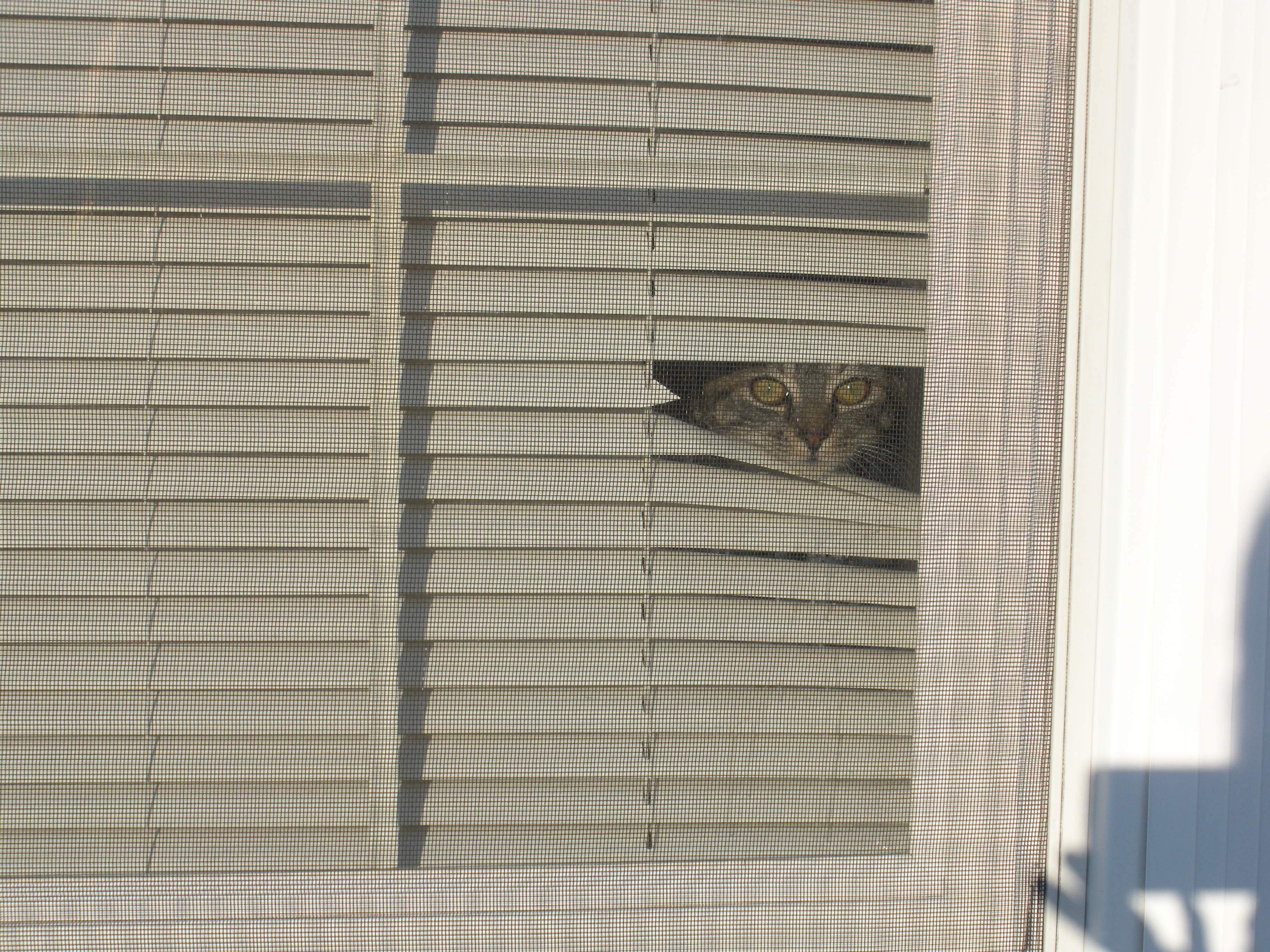 cat-peeking-out-of-blinds.jpg