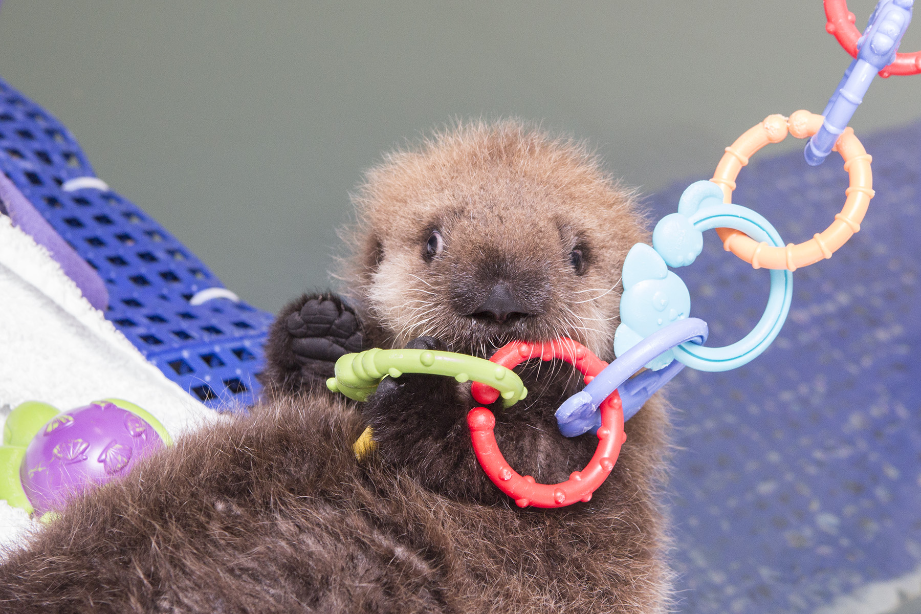Baby Sea Otter Makes a splash at the Shedd Aquarium! | The ...