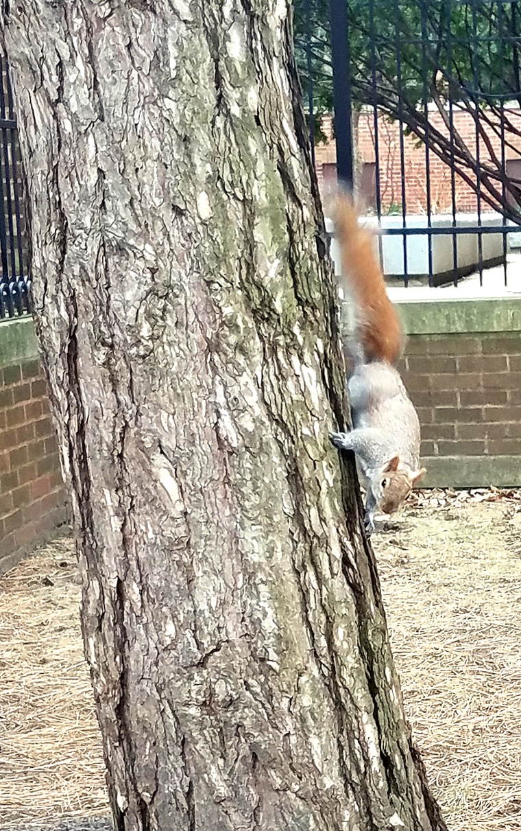 squirrel-feb-19-2017