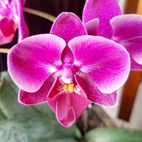 Orchid Blooms May 2018