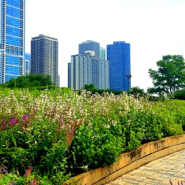 Lurie Gardens Downtown Chicago June 26, 2018 2