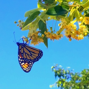 Monarch Butterfly July 5 2018