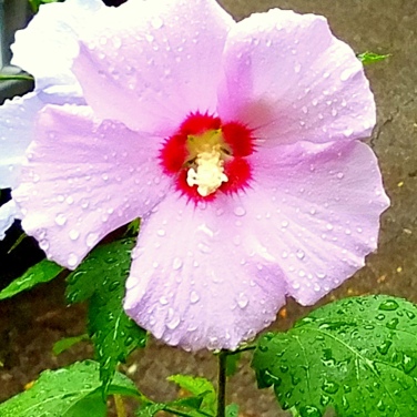 Flower August 20 2018 2